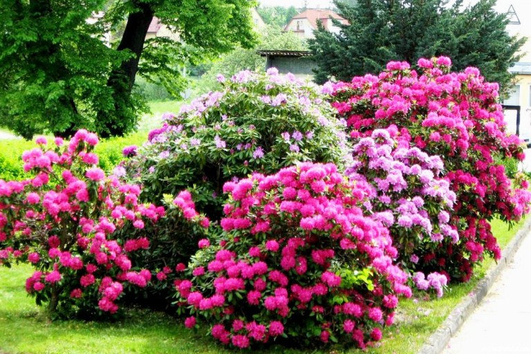 Рододендрон садовый — описание и фото