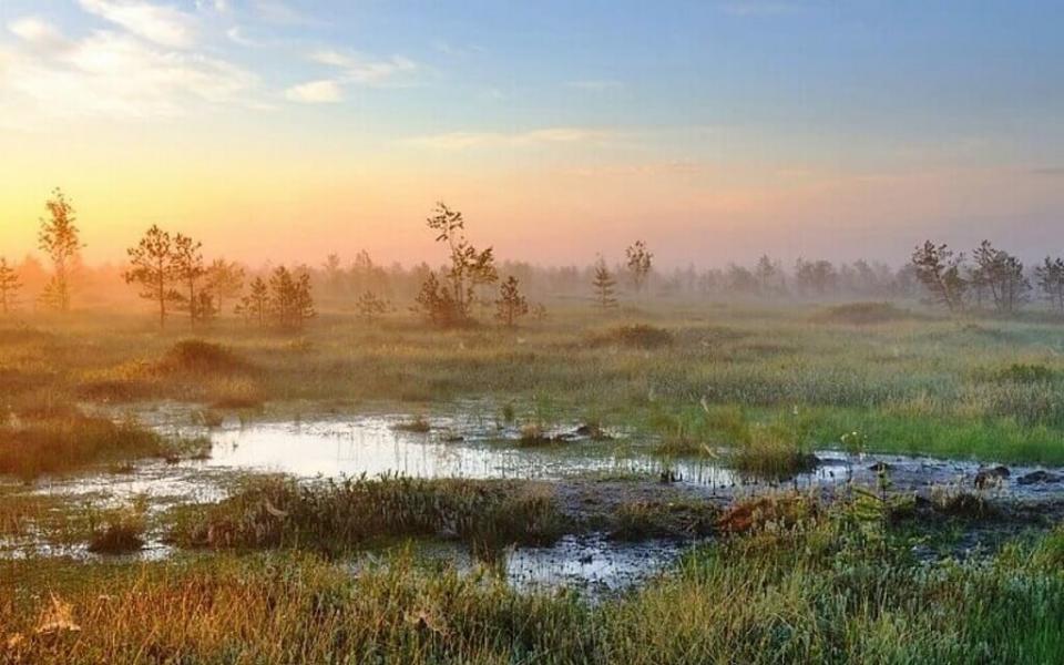 Березовский заповедник в беларуси фото