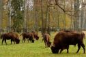 Тур Белая Русь: Гродно - Беловежская пуща - Брест (пятница-воскресенье) -  Фото 16